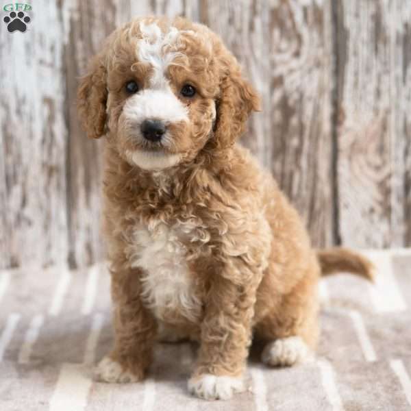 Katrina, Mini Labradoodle Puppy